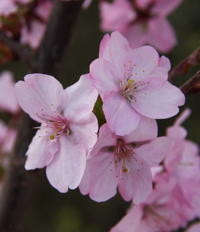 TREEPrunusJacquelineLARGE