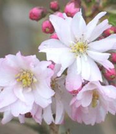 TREEPRUNUSSUBAUTUMNALISROSEALARGE