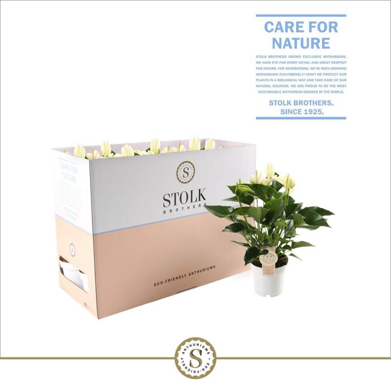 HOUSE Anthurium White Champion in Ecobox