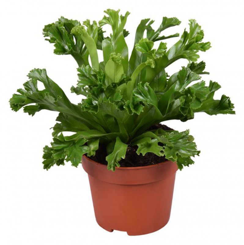 HOUSE Asplenium antiq Leslie 328936