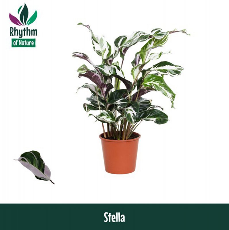 HOUSE Calathea Stella 517520