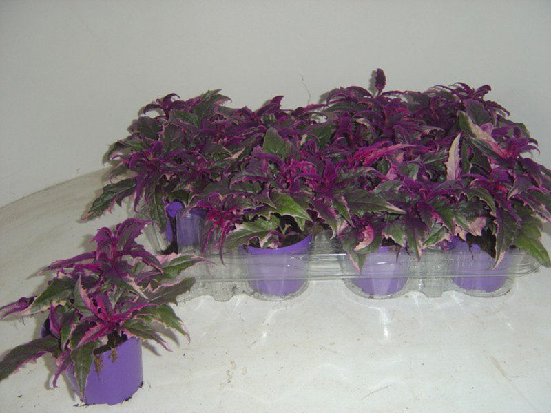 HOUSE Gynura variegata 528197