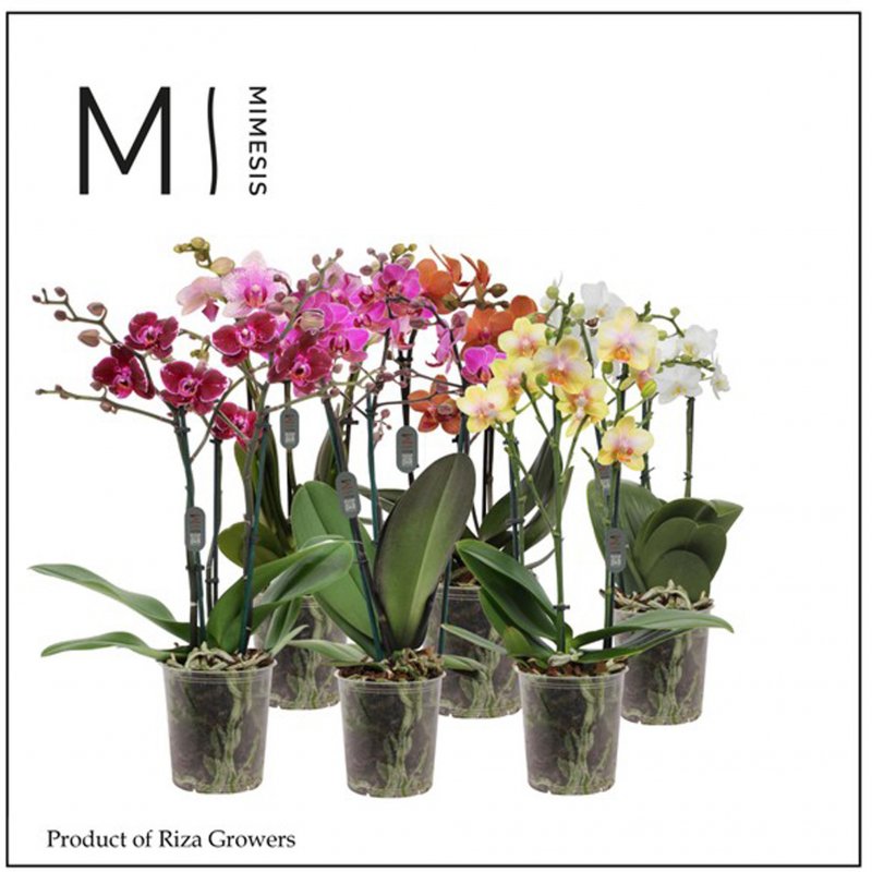 HOUSE Phalaenopsis Multi Mix 3t 30+ 424333