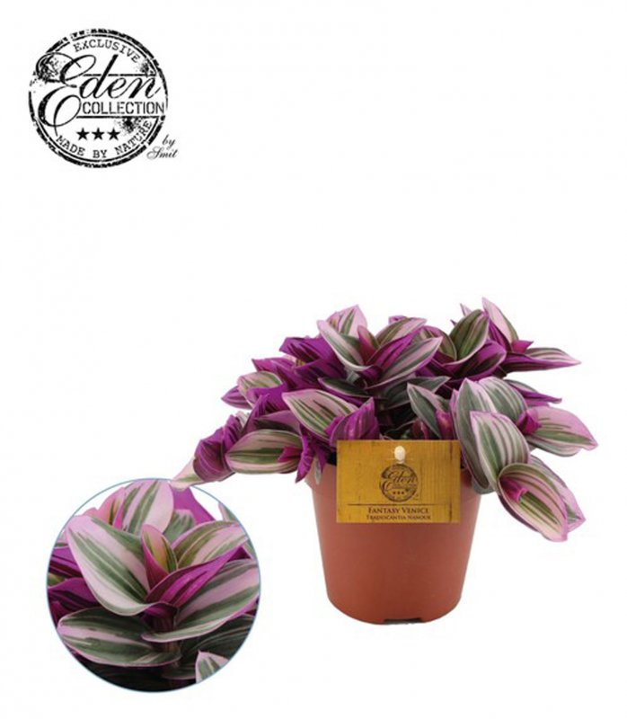 HOUSE Tradescantia Nanouk 400410