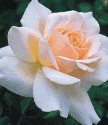 ROSECHANDOSBEAUTYLARGE