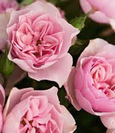 ROSENATASHARICHARDSONLARGE