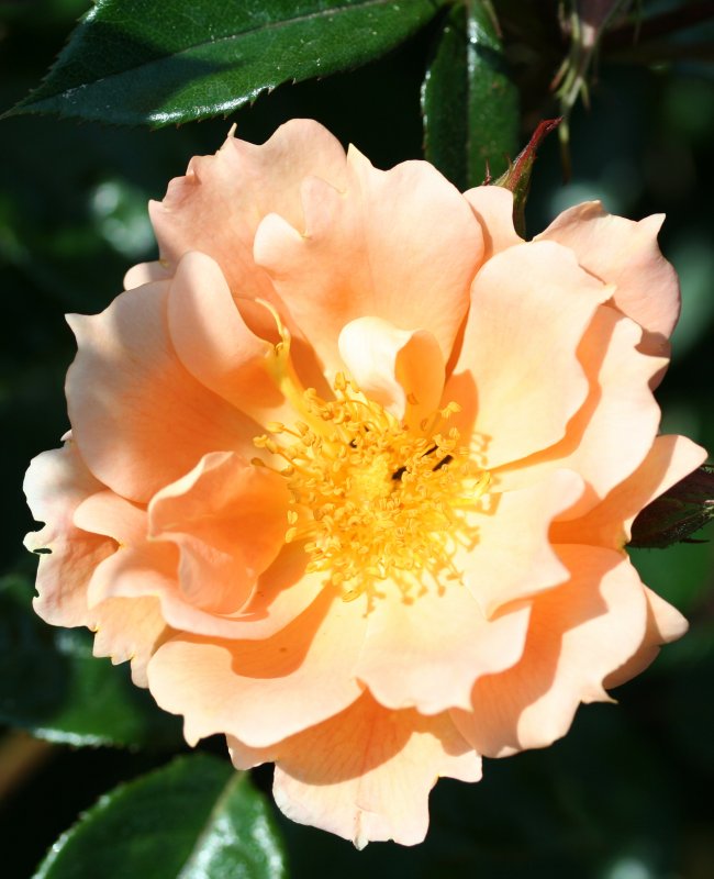 Rosa Bridge of Sighs