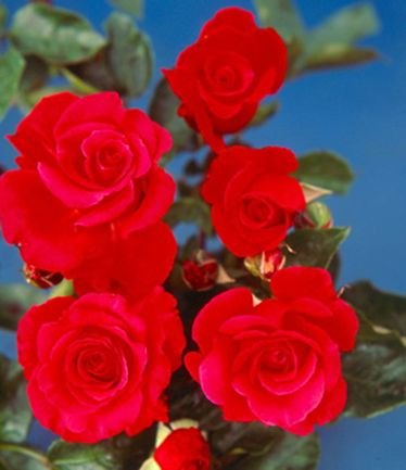 ROSEDIZZYHEIGHTSLARGE