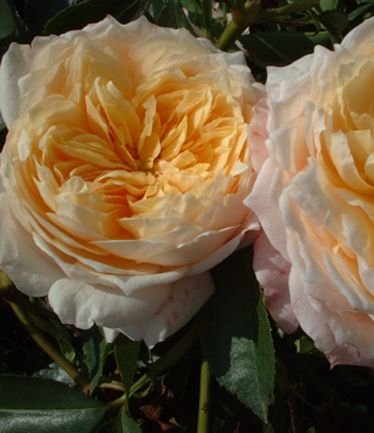 ROSEGINGERSYLLABUBLARGE