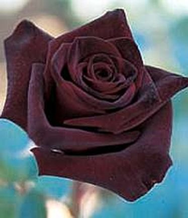 ROSEBLACKBACARRALARGE