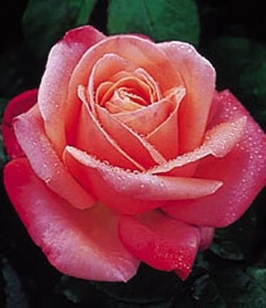 ROSESILVERJUBILEELARGE