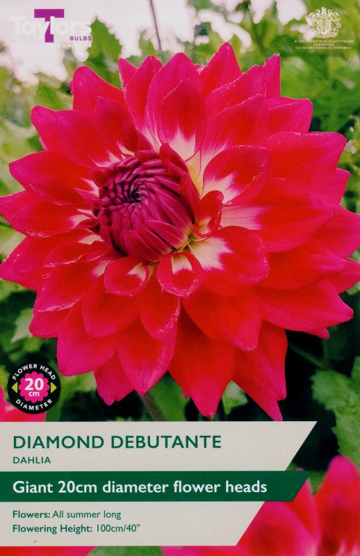 TS473-Diamond-Debutante