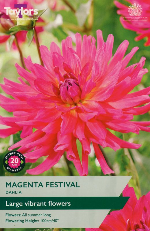 TS334-Magenta-Festival