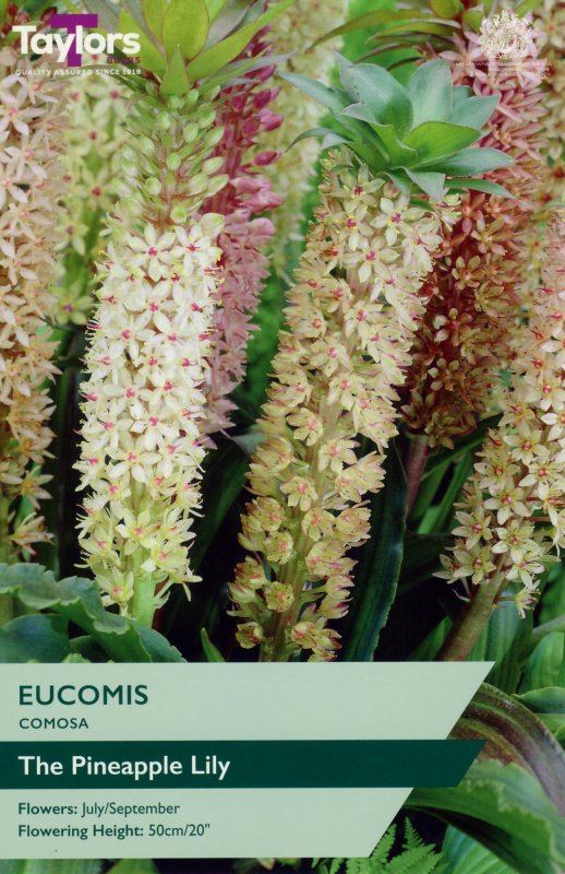 TS736-Eucomis-Comosa