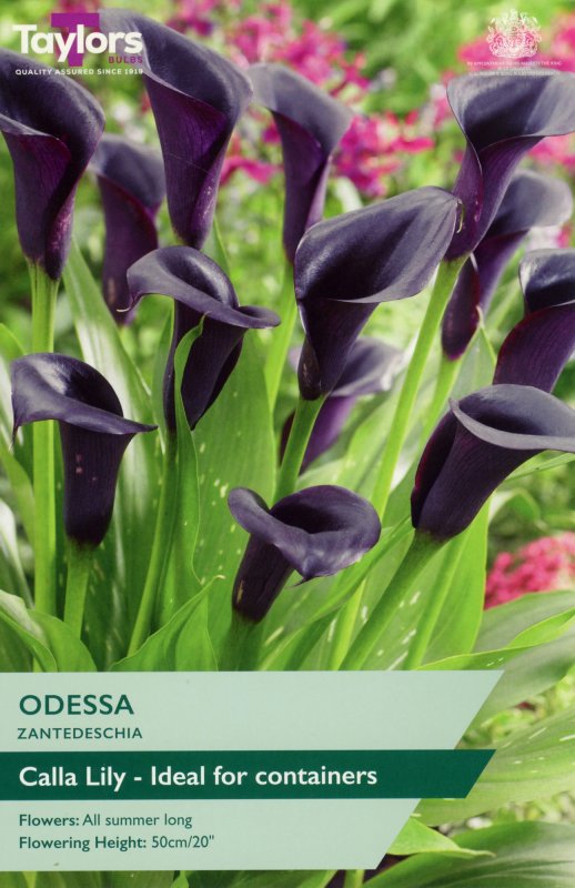 TS712-Zantedeschia-Odessa