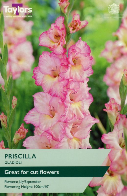TS113-Priscilla