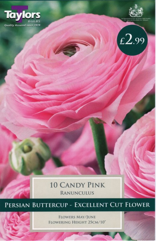 Ranunculus Candy Pink TS794
