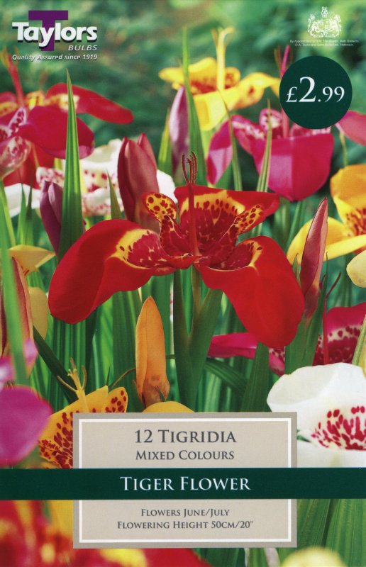 Tigridia TS795