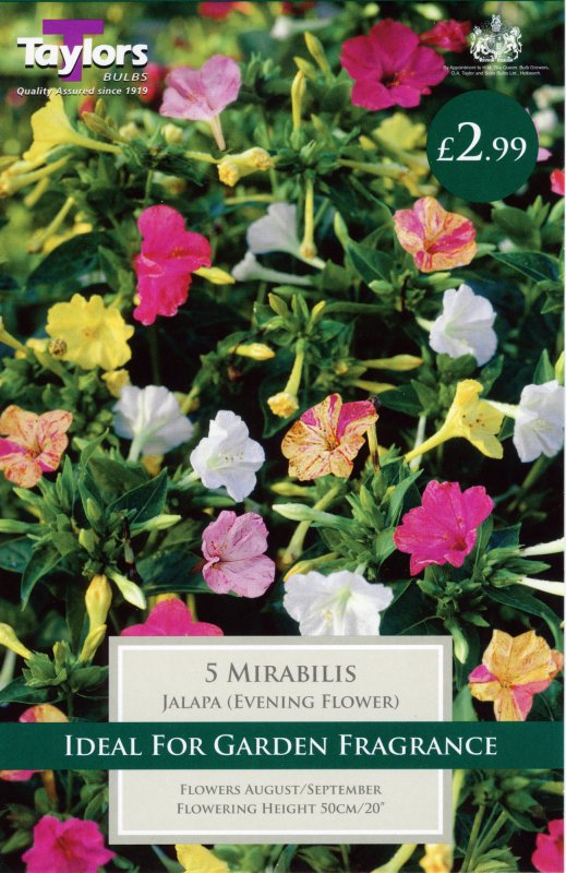 Mirabilis Jalapa TS759