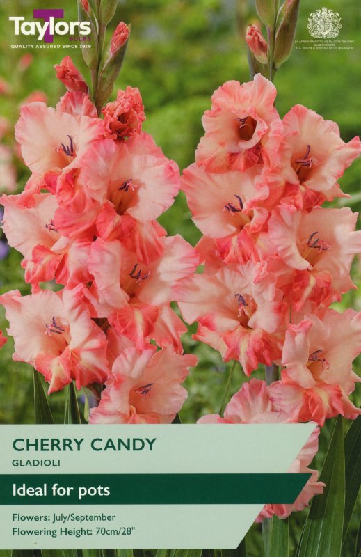 TS128-Cherry-Candy