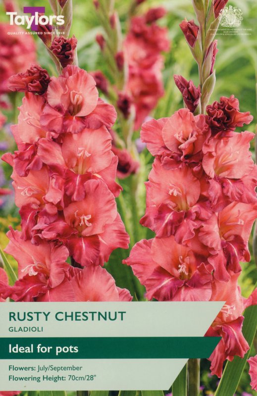 TS129-Rusty-Chestnut