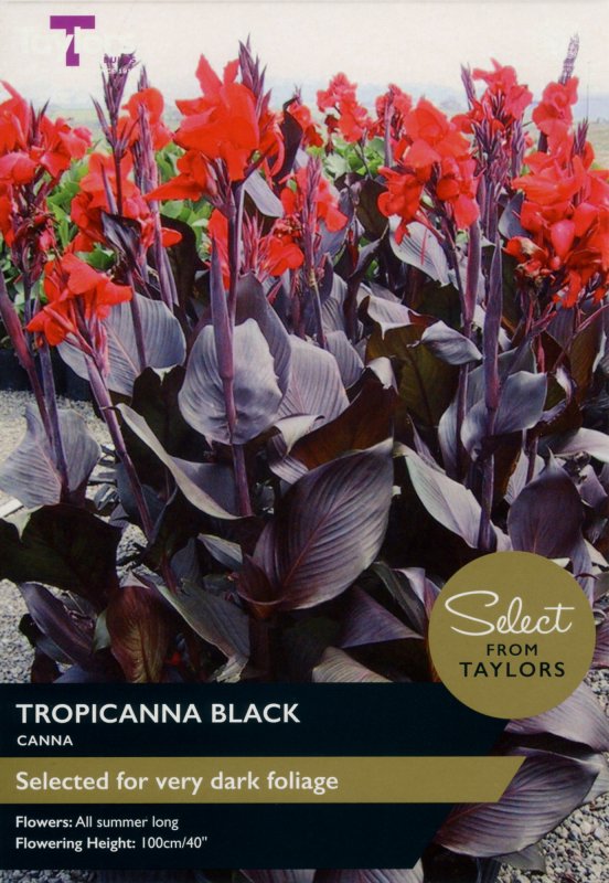 SSE143-Canna-Tropicanna-Black-scaled