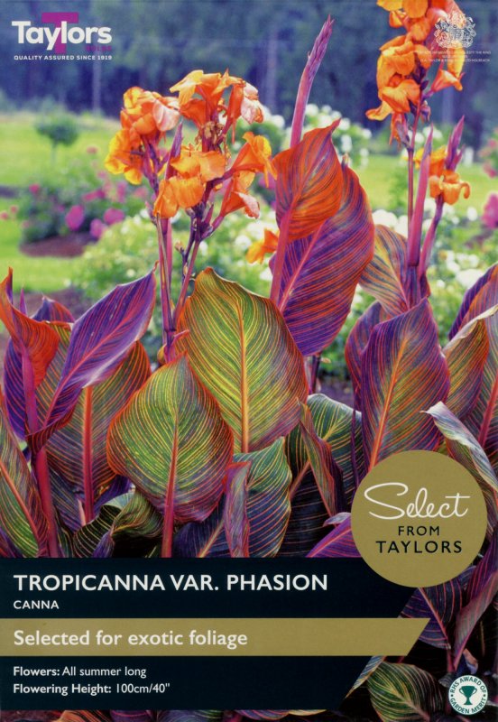 SSE141-Canna-Tropicanna-scaled