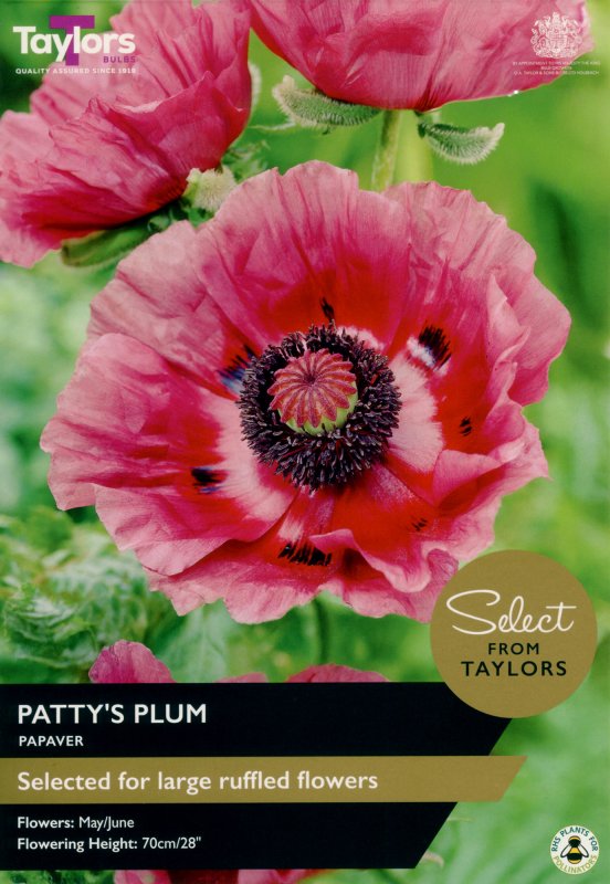 SSE176-Papaver-Pattys-Plum-scaled