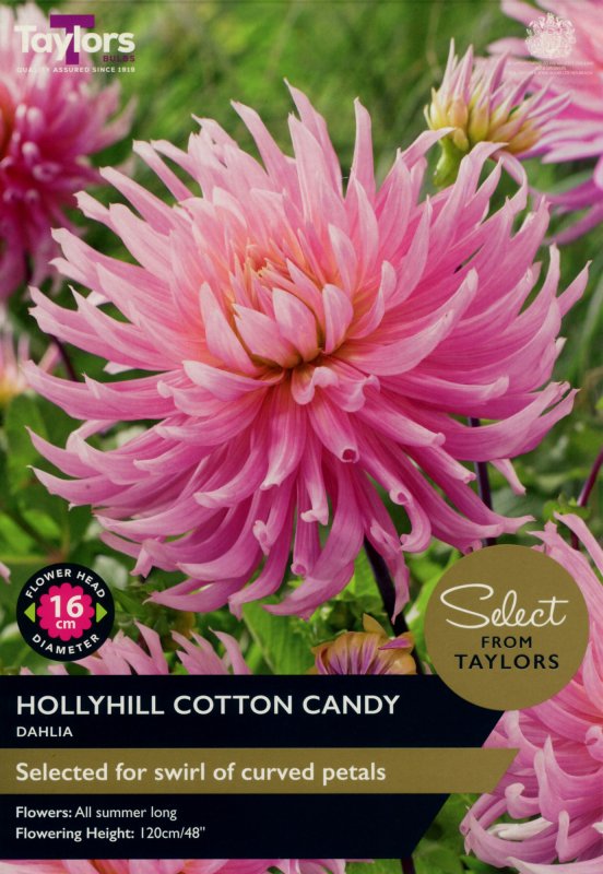 SSE144-Dahlia-Hollyhill-Cotton-Candy-scaled