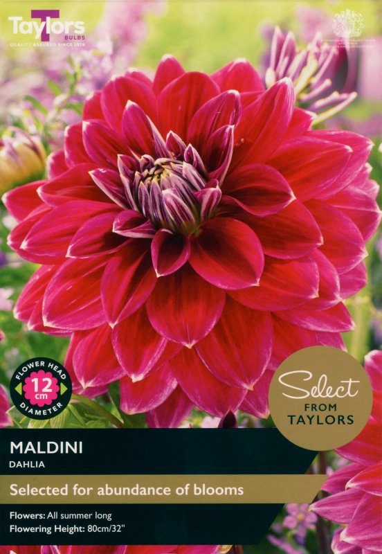 SSE145-Dahlia-Maldini-scaled