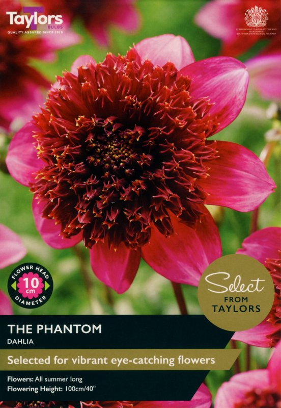 SSE146-Dahlia-The-Phantom-scaled