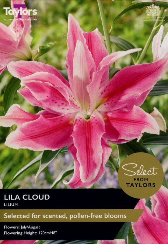 SSE126-Lilium-Lila-Cloud-scaled