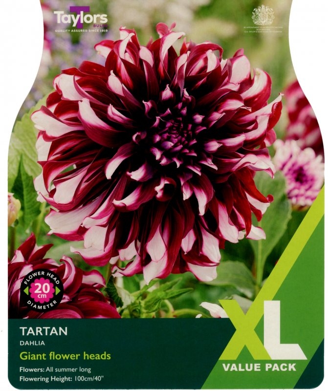 XL162-Dahlia-Tartan-scaled