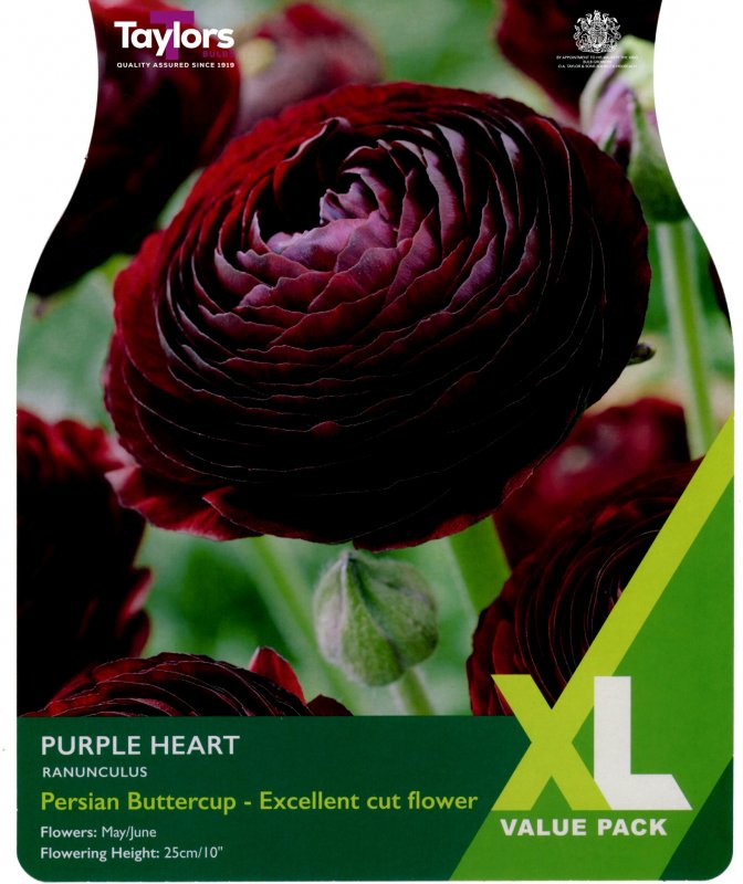 XL786-Ranunculus-Purple-Heart-scaled