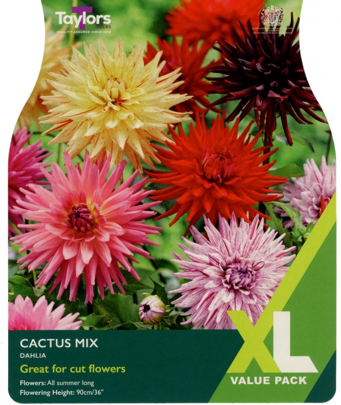 XL541-Dahlia-Cactus-Mix-scaled