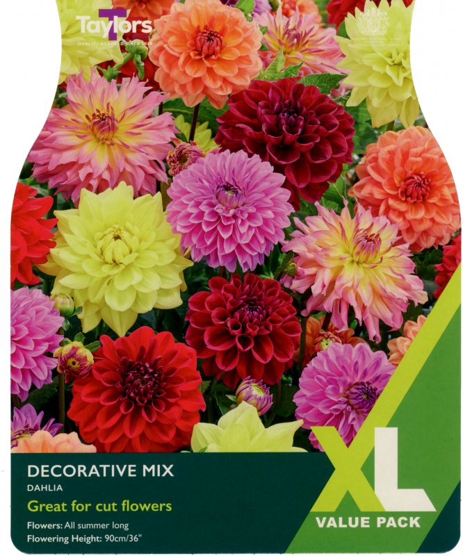 XL542-Dahlia-Decorative-Mix-scaled