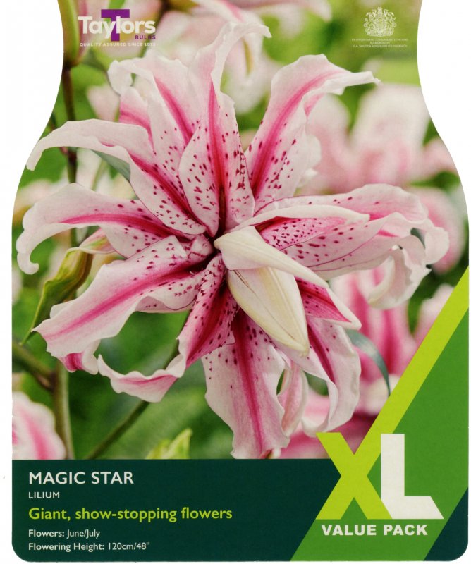 XL553-Lilium-Magic-Star-scaled