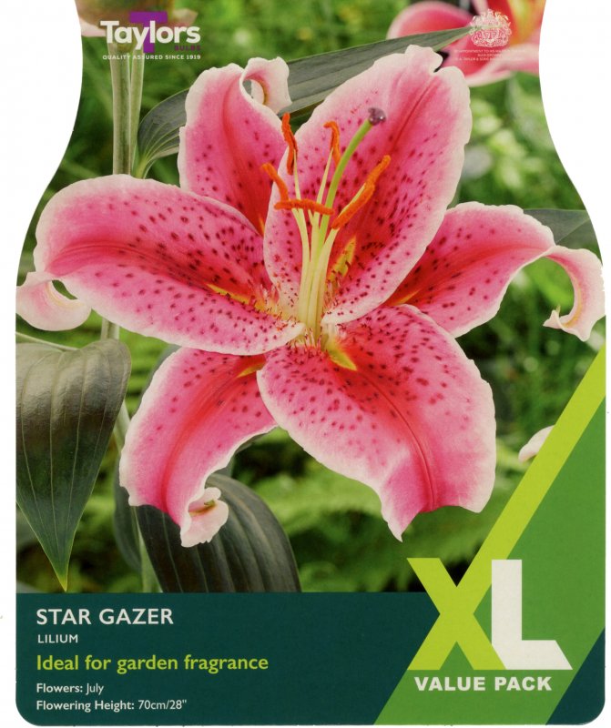 XL560-Lilium-Star-Gazer-scaled