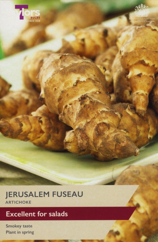 SVEG14-Jerusalem-Artichoke