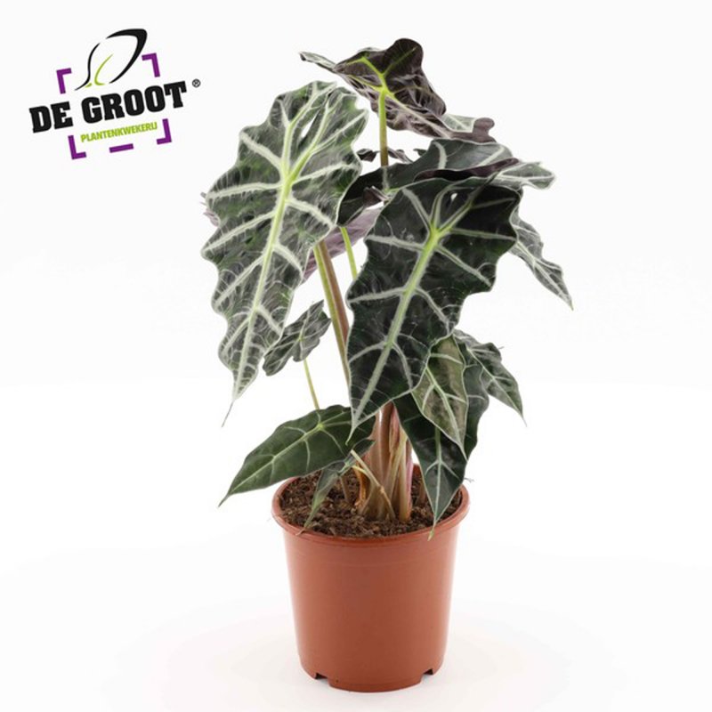 HOUSE Alocasia Polly 3pp - 6708