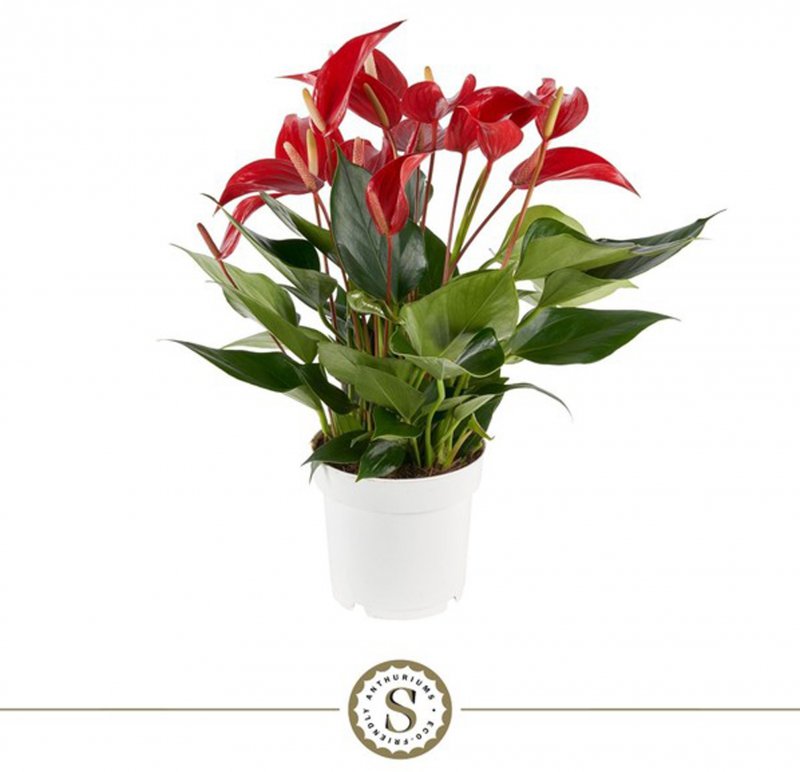 HOUSE Anthurium andr Champion Banderola Roja - 488210