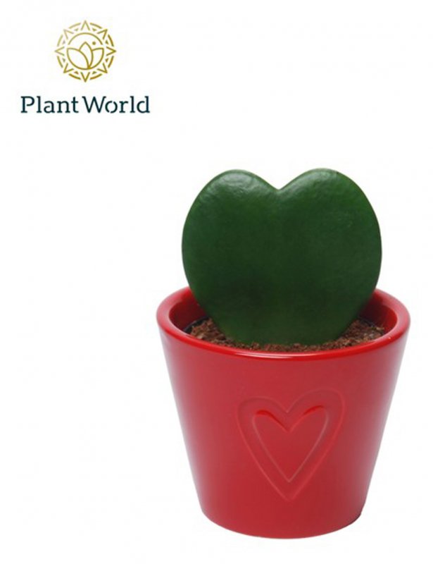 HOUSE Hoya kerrii + Ceramic Boston - 452098