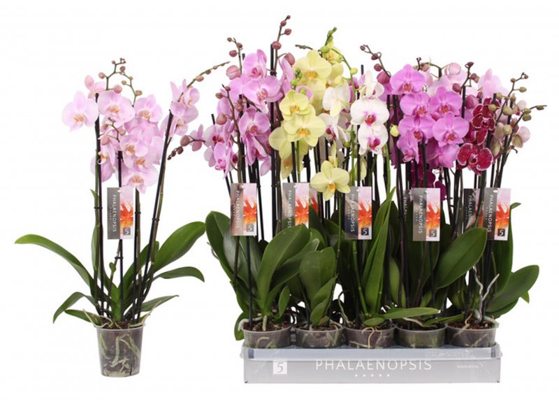HOUSE Phalaenopsis Mix 4t 25+ - 17405