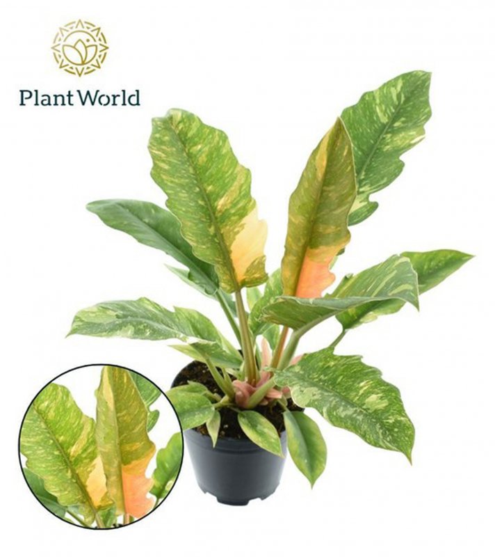 HOUSE Philodendron Narrow Ring of Fire - 450684