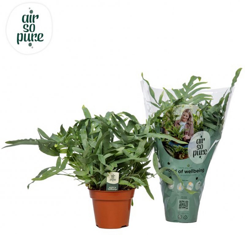 HOUSE Phlebodium aur Blue Star Air So Pure - 188078