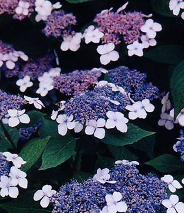 SHRUBHYDRANGEAMARIESIIPERFECTALARGE