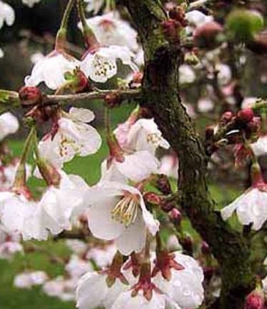 SHRUBPRUNUSINCISAKOJONOMAILARGE