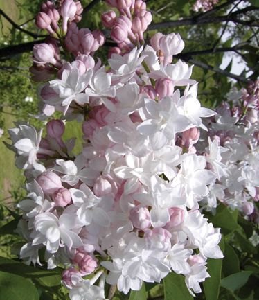 SHRUBSYRINGABEAUTYOFMOSCOWLARGE