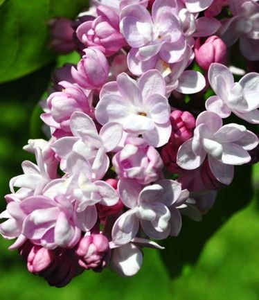 SHRUBSYRINGABELLEDENANCYLARGE