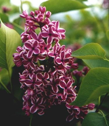 SHRUBSYRINGASENSATIONLARGE